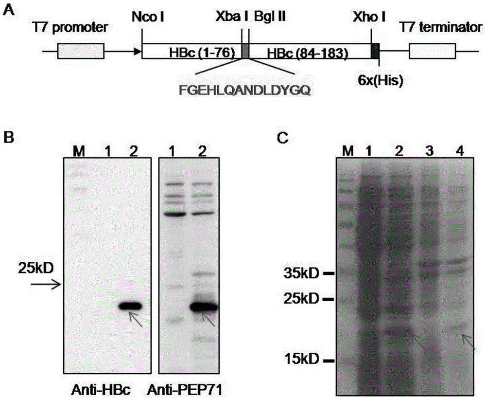 Genetically engineered vaccine against both Enterovirus 71 and Coxsackie virus A16