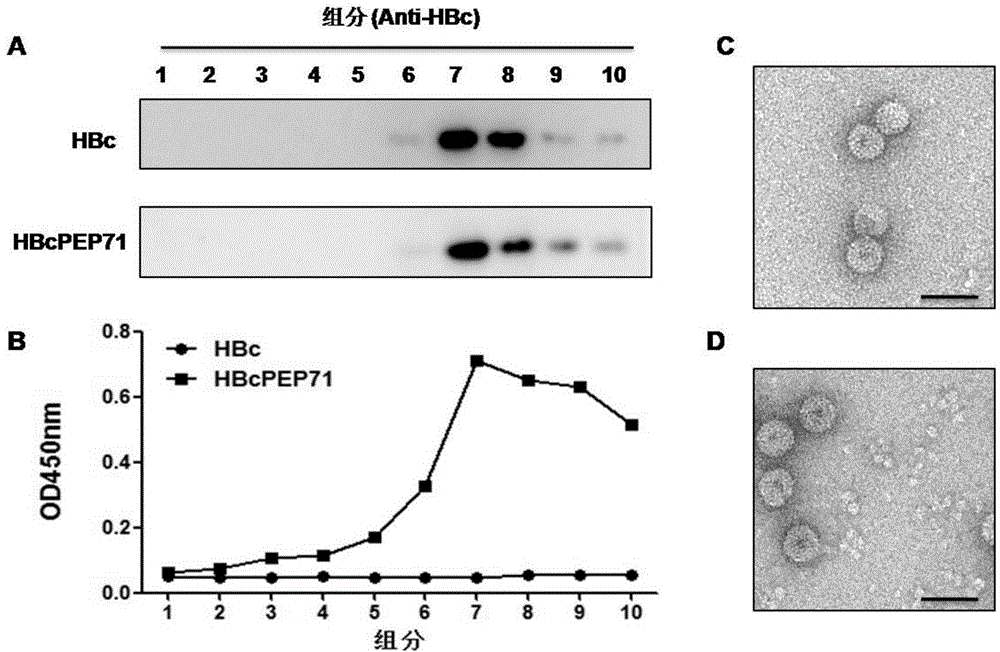 Genetically engineered vaccine against both Enterovirus 71 and Coxsackie virus A16