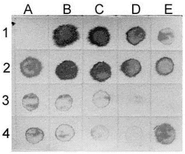 A kit for high-throughput detection of natural water samples of Prorocentrum donghaiense