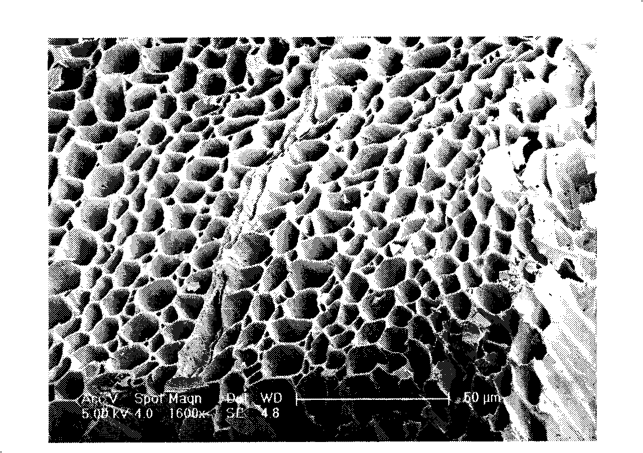 Preparation method of titanium dioxide photocatalyst of plant graded structure