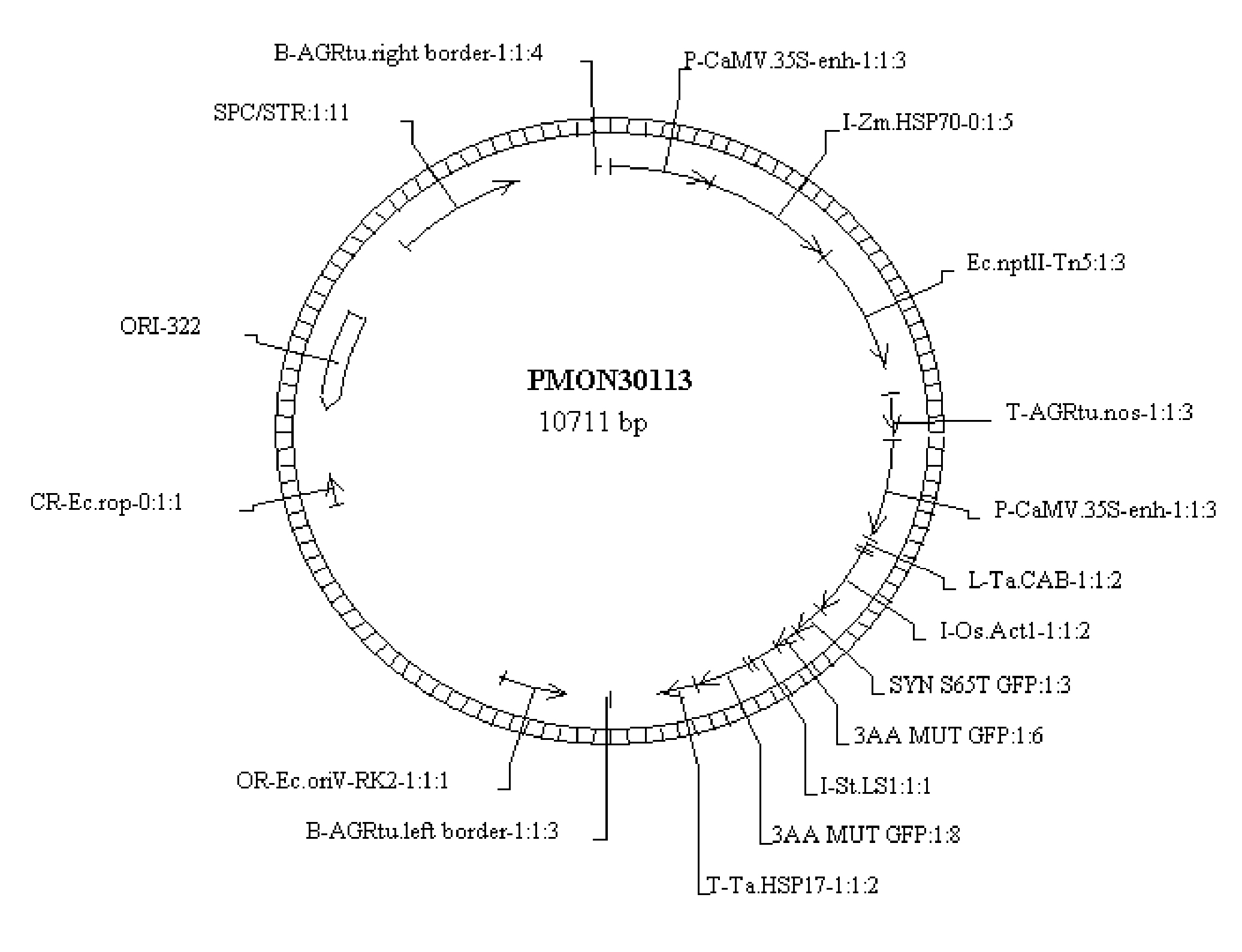 A Novel Culture Method for Corn Transformation