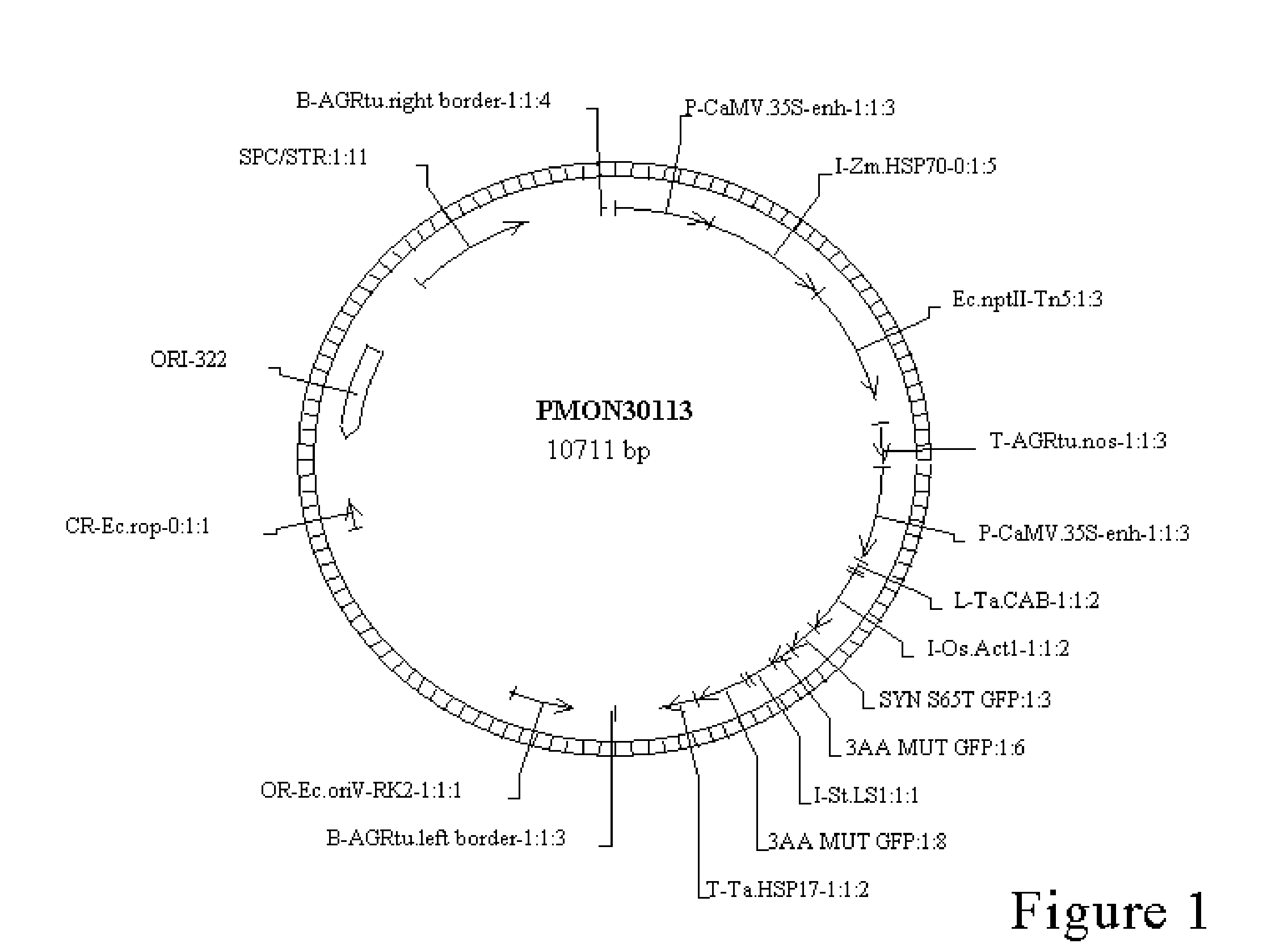 A Novel Culture Method for Corn Transformation