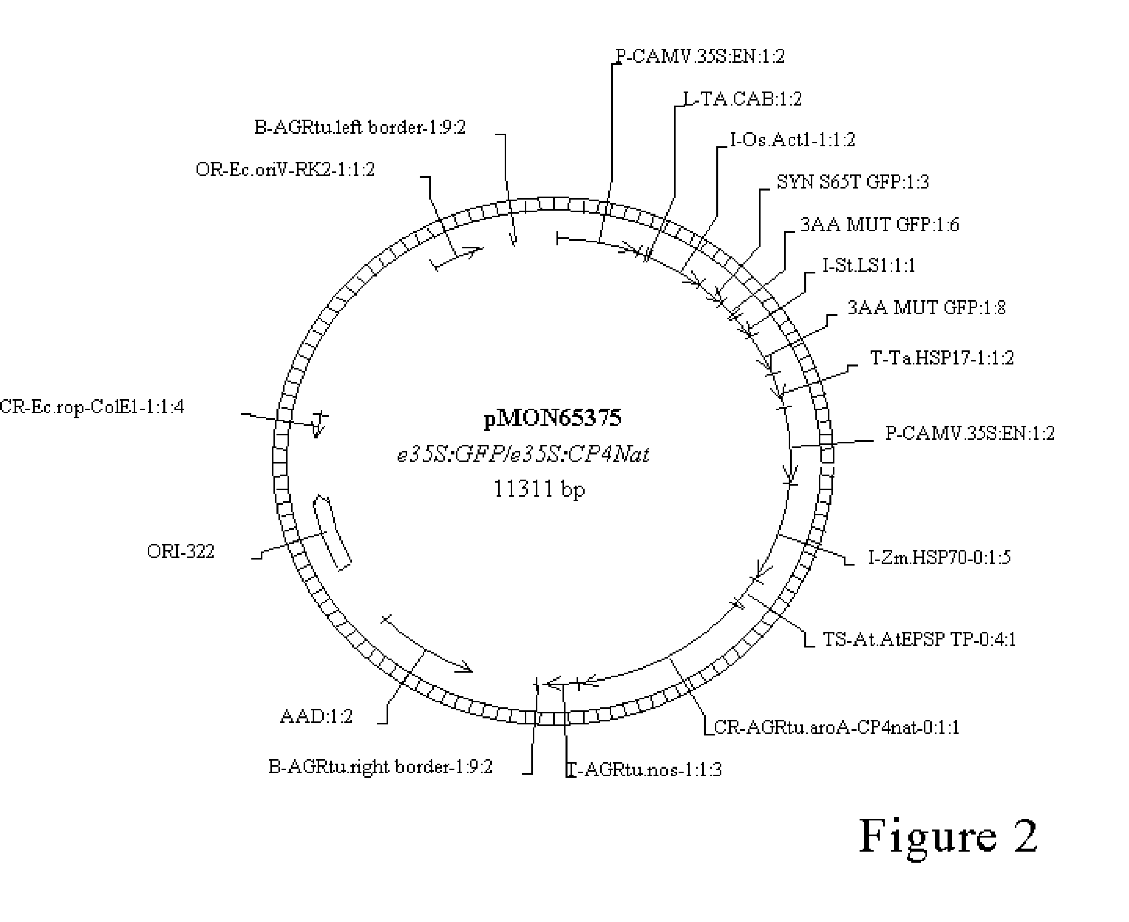 A Novel Culture Method for Corn Transformation