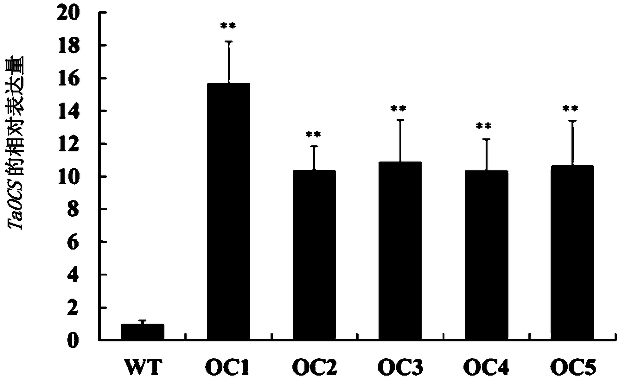 Breeding method for genetically modified wheat capable of resisting both sheath blight and root rot and related biological material thereof