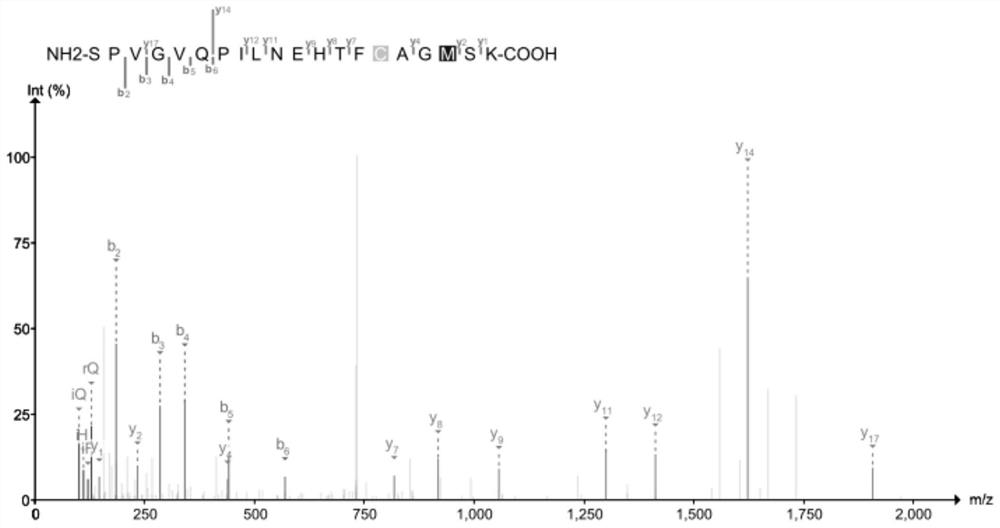 Skin rejuvenation protein marker-HP protein and non-invasive extraction method thereof