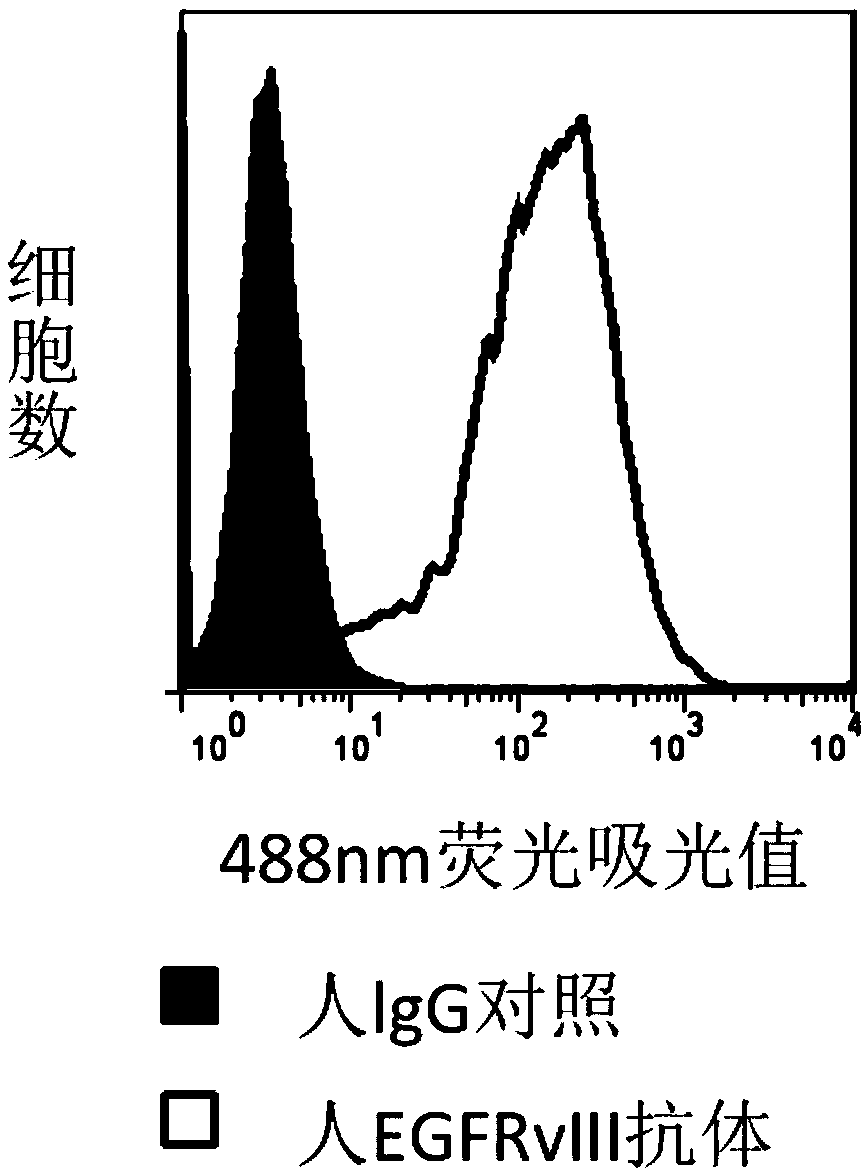 EGFRvIII antibody, conjugate thereof, preparation method and application