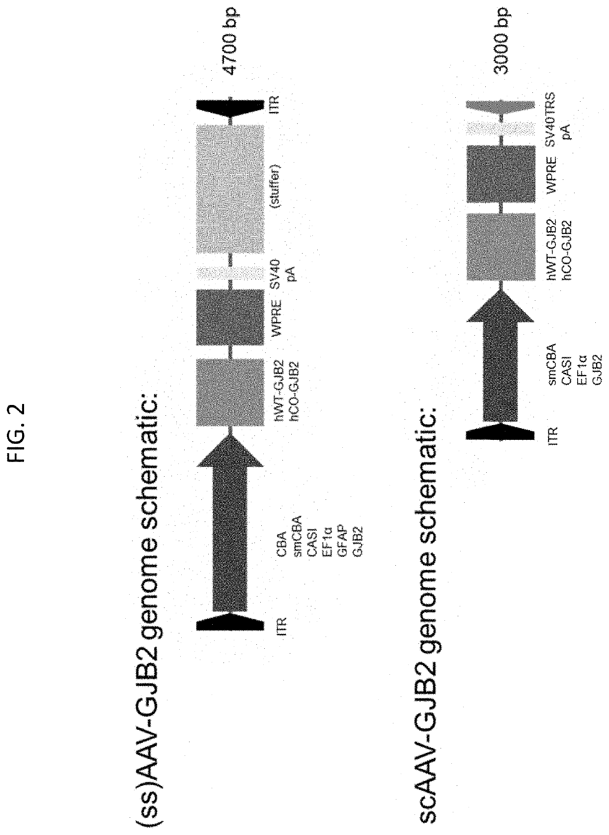 Adeno-associated virus (AAV) systems for treatment of genetic hearing loss