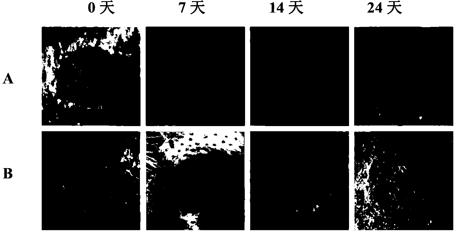 External Chinese medicinal composition capable of preventing scarring healing of external injury and preparation method for external Chinese medicinal composition