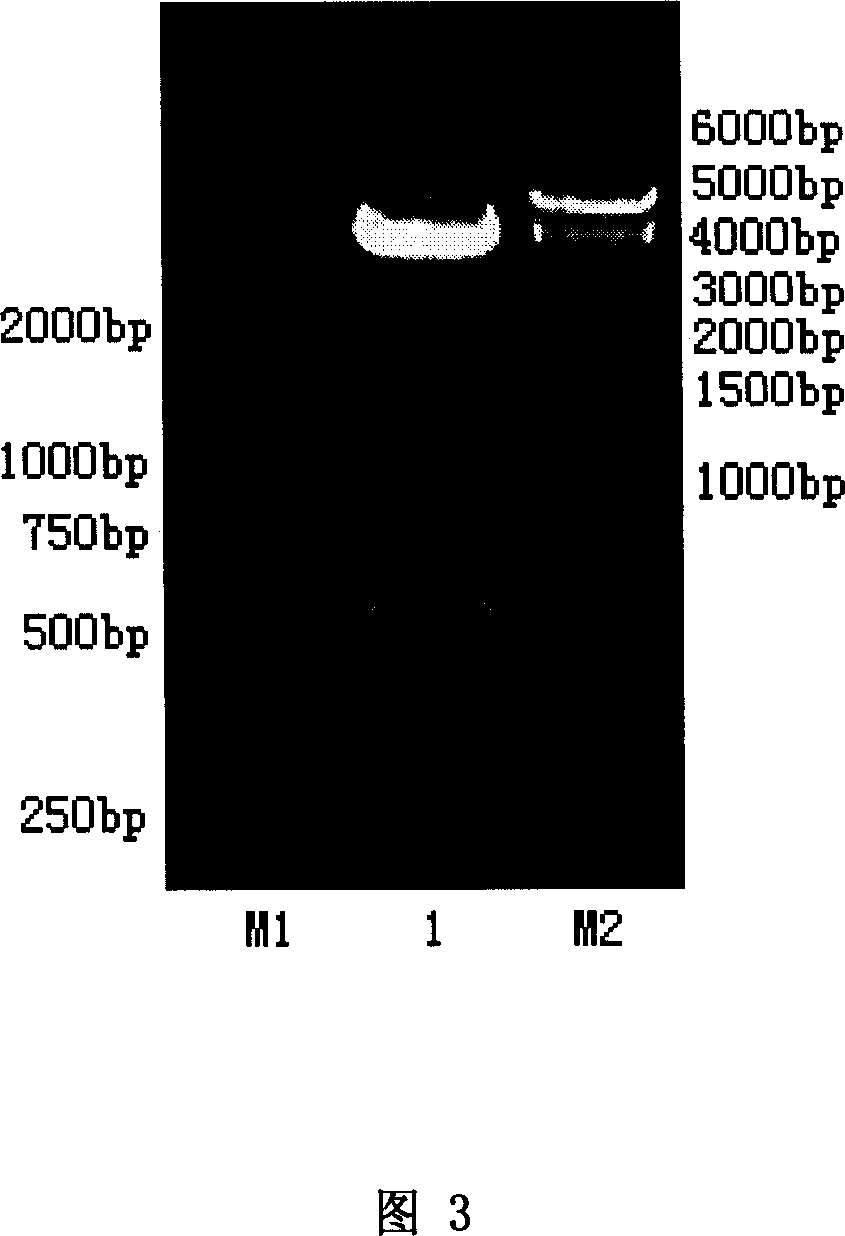 Method for preparing mutant code cDNA of apoptosis induction ligand related to human tumor necrosis factor, and application