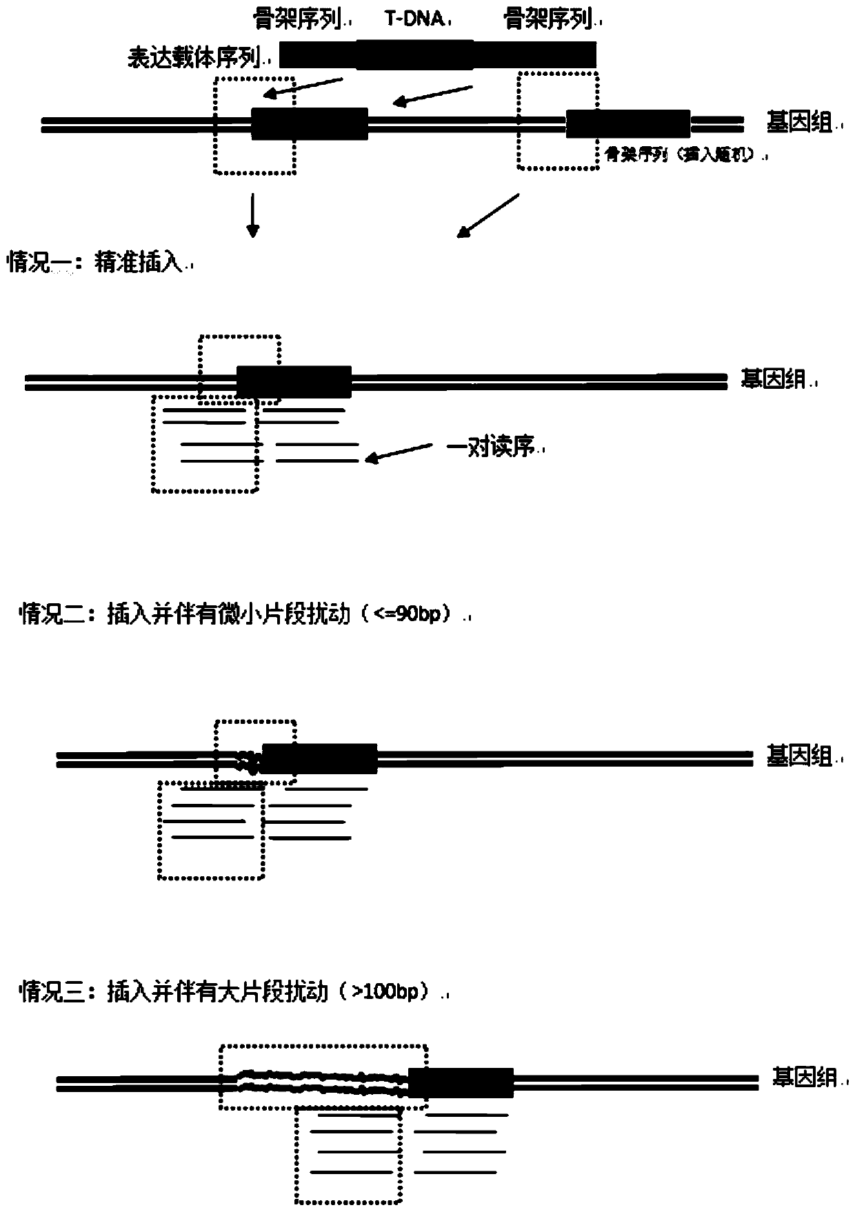 Method for rapidly identifying transgenic or gene editing material and insertion site thereof by using whole genome resequencing data