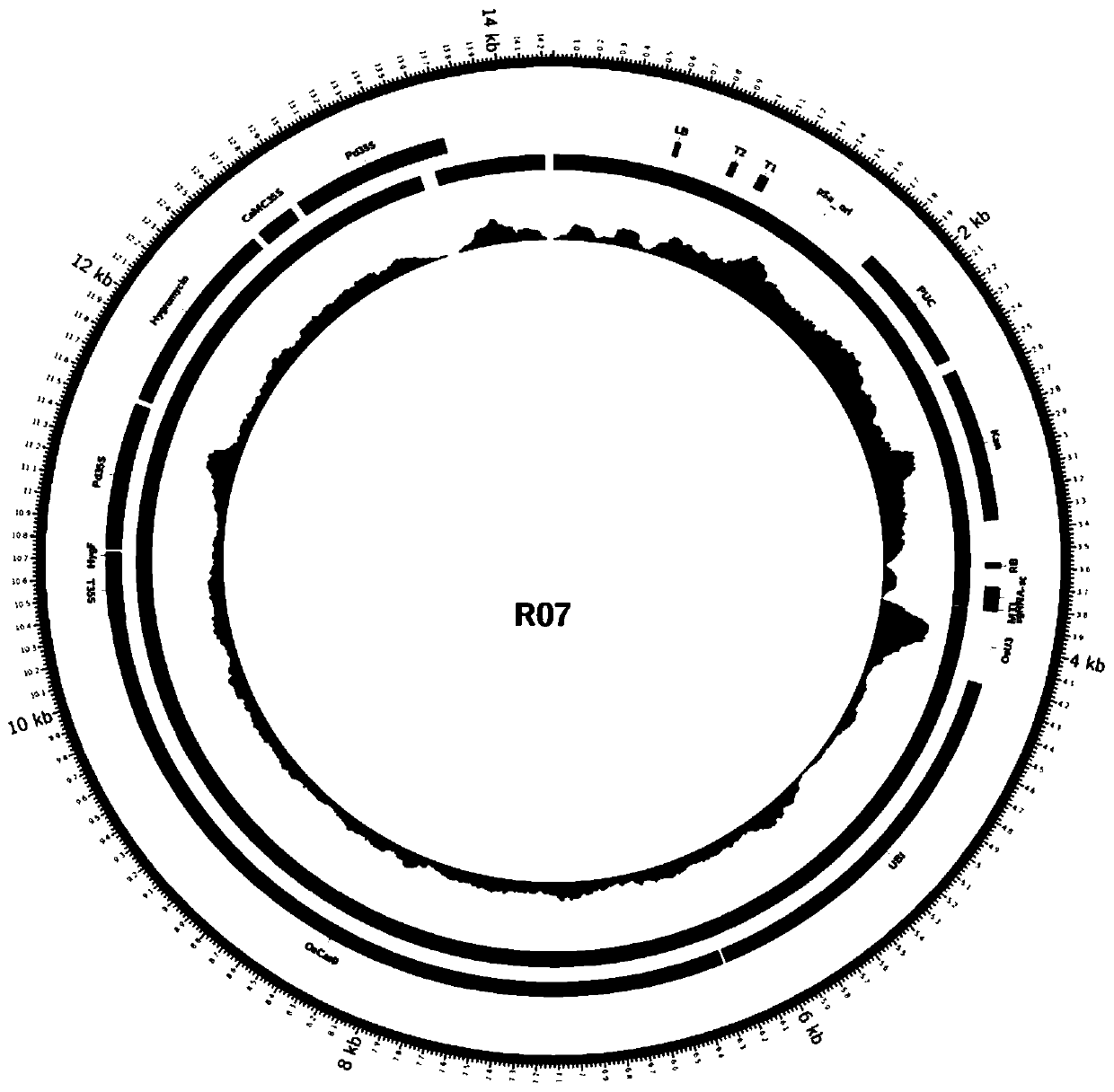 Method for rapidly identifying transgenic or gene editing material and insertion site thereof by using whole genome resequencing data