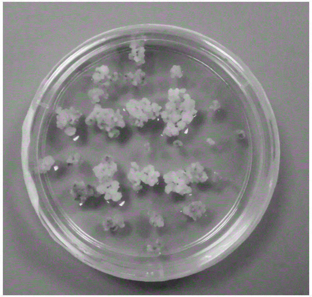 Phosphomannose isomerase from chlorella variabilis and application thereof