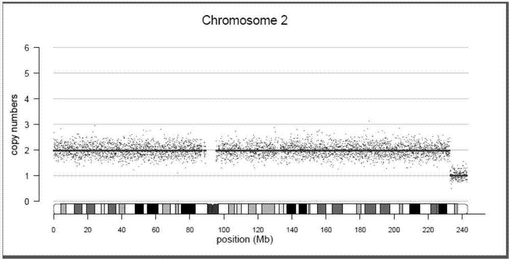 Method for detecting abortion tissue DNA copy number variation and chimera