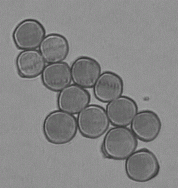 Delustering high-strength viscose fiber and preparation method and application thereof