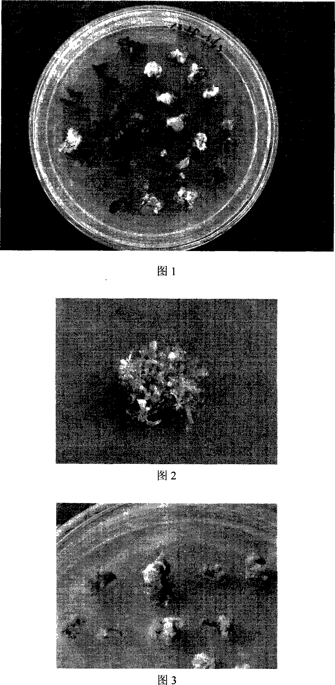 Agrobacterium mediated wild pepper transgene method