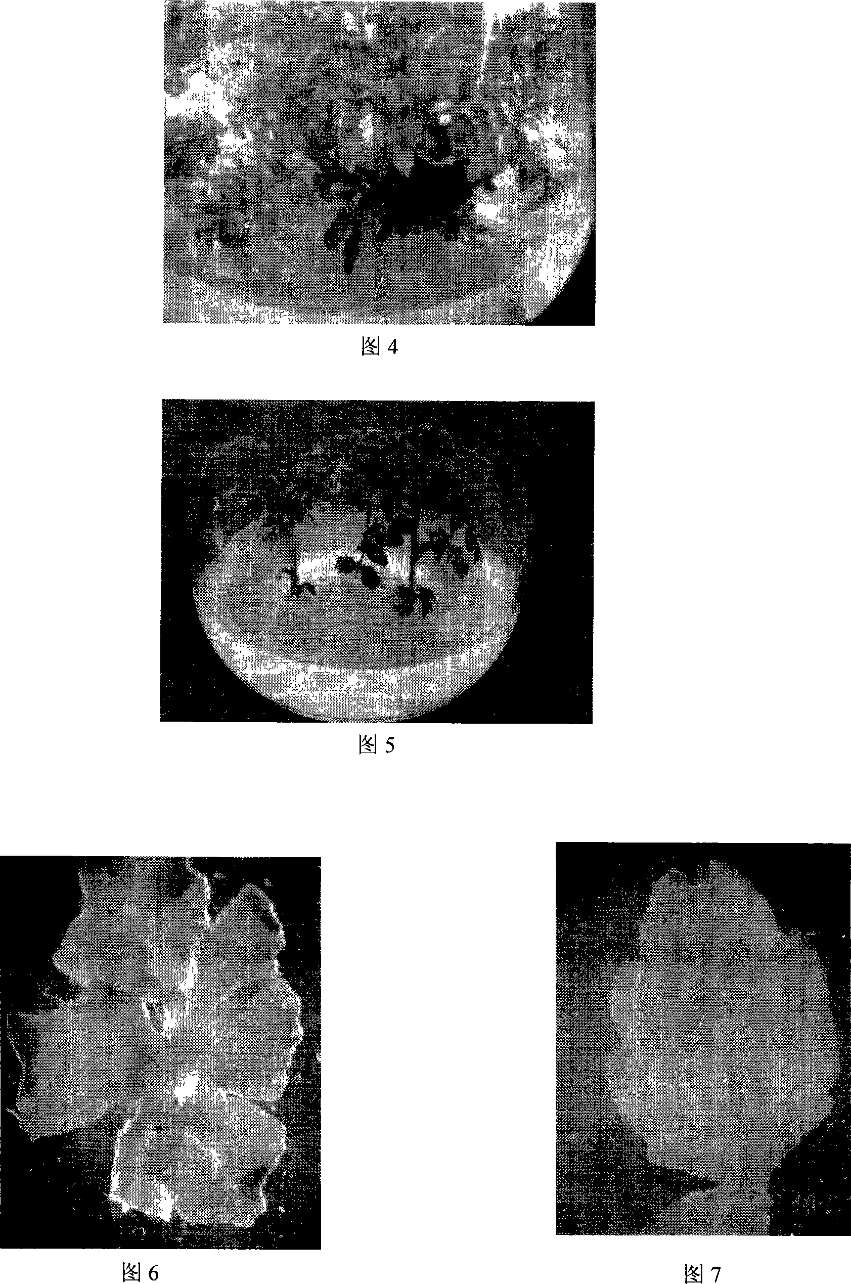 Agrobacterium mediated wild pepper transgene method