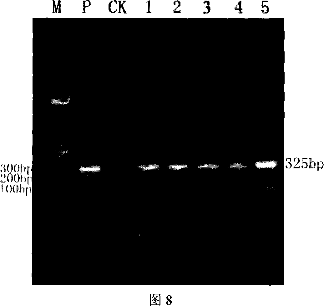 Agrobacterium mediated wild pepper transgene method