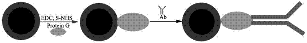 Detection method for core-shell quantum dot-based flexible coupled marker immunochromatography test strip