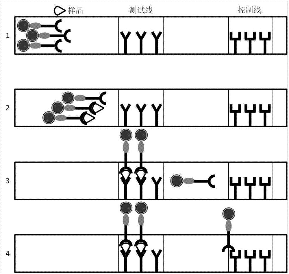 Detection method for core-shell quantum dot-based flexible coupled marker immunochromatography test strip