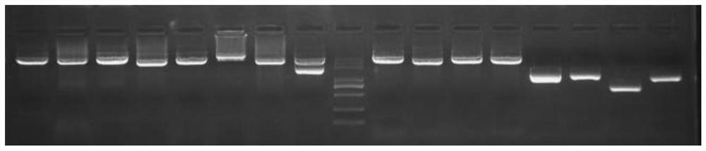 Aminoglycoside antibiotic resistance gene detection primer and kit