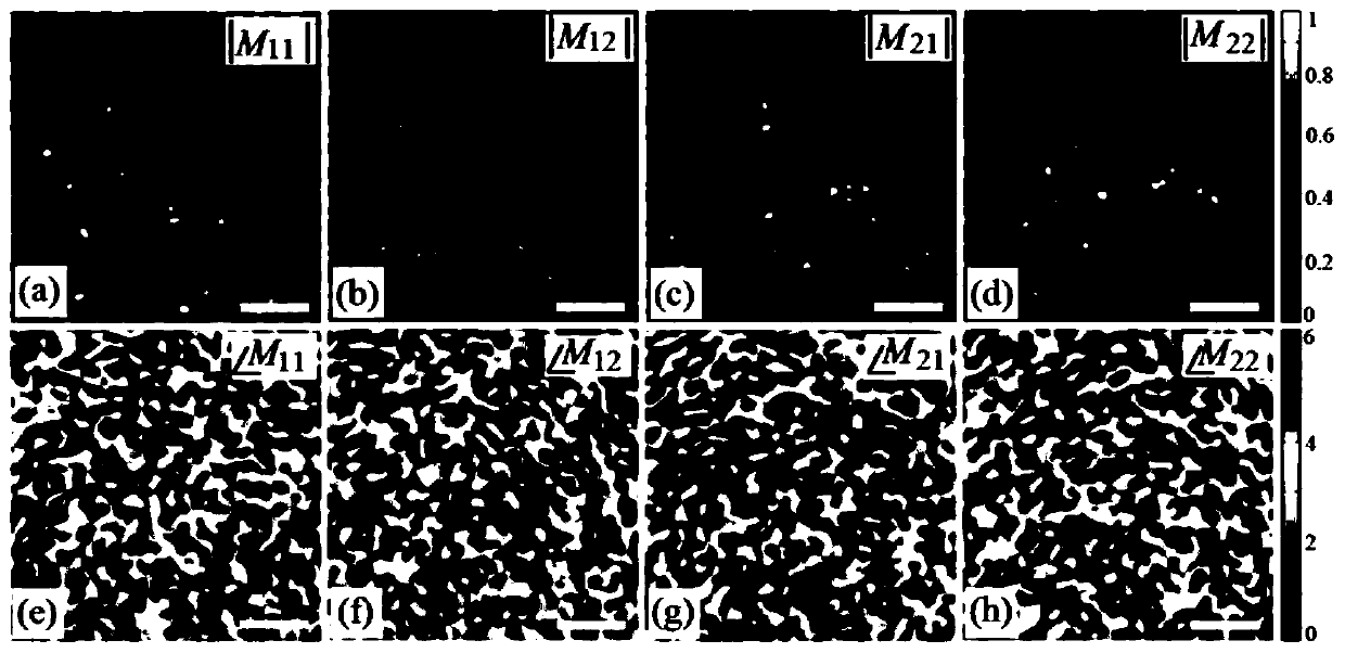 Device and method for measuring vector transmission matrix of scattering medium