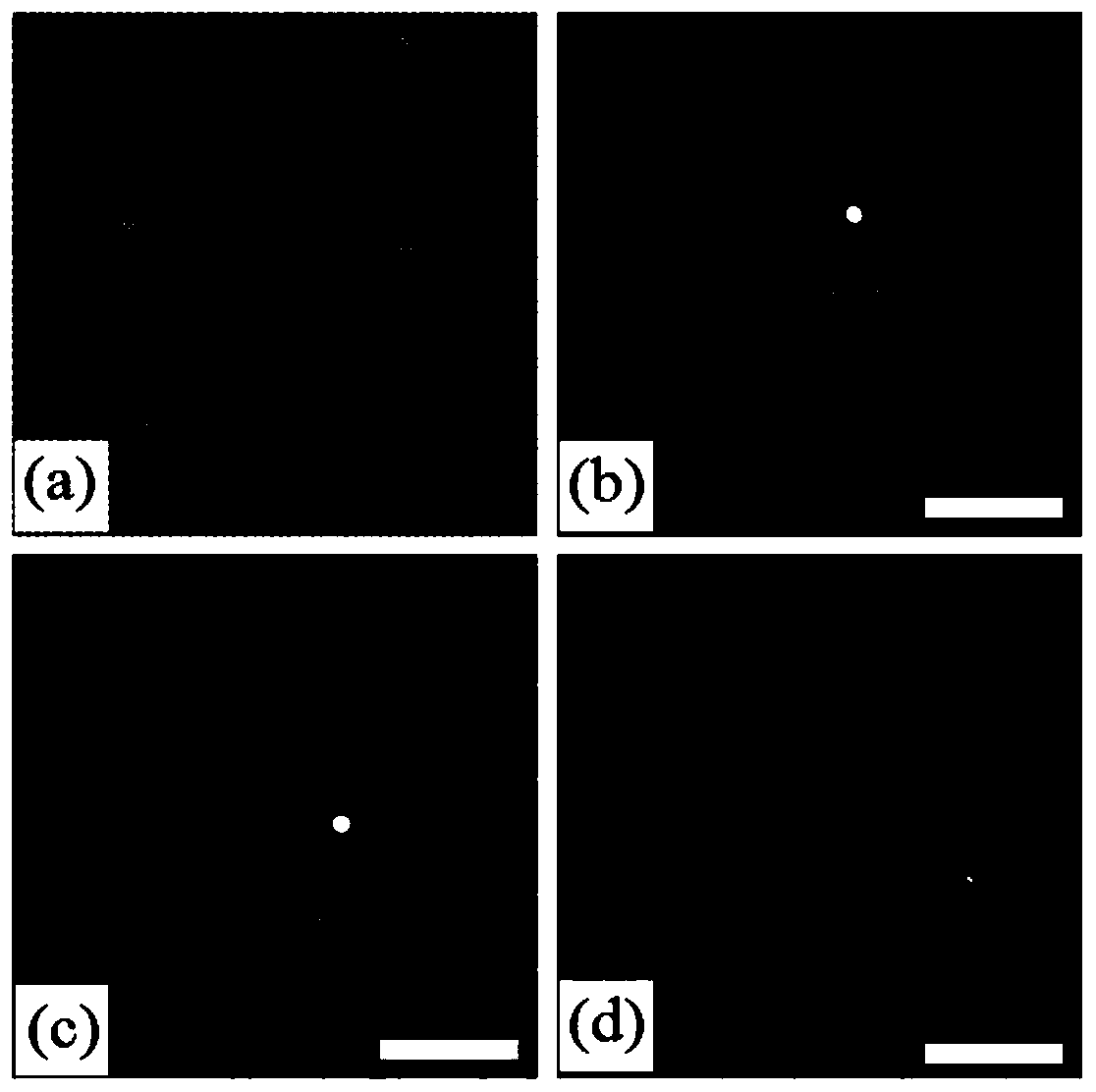 Device and method for measuring vector transmission matrix of scattering medium