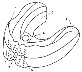 Muscular function appliance for preventing and treating early-stage dental-maxillofacial deformities