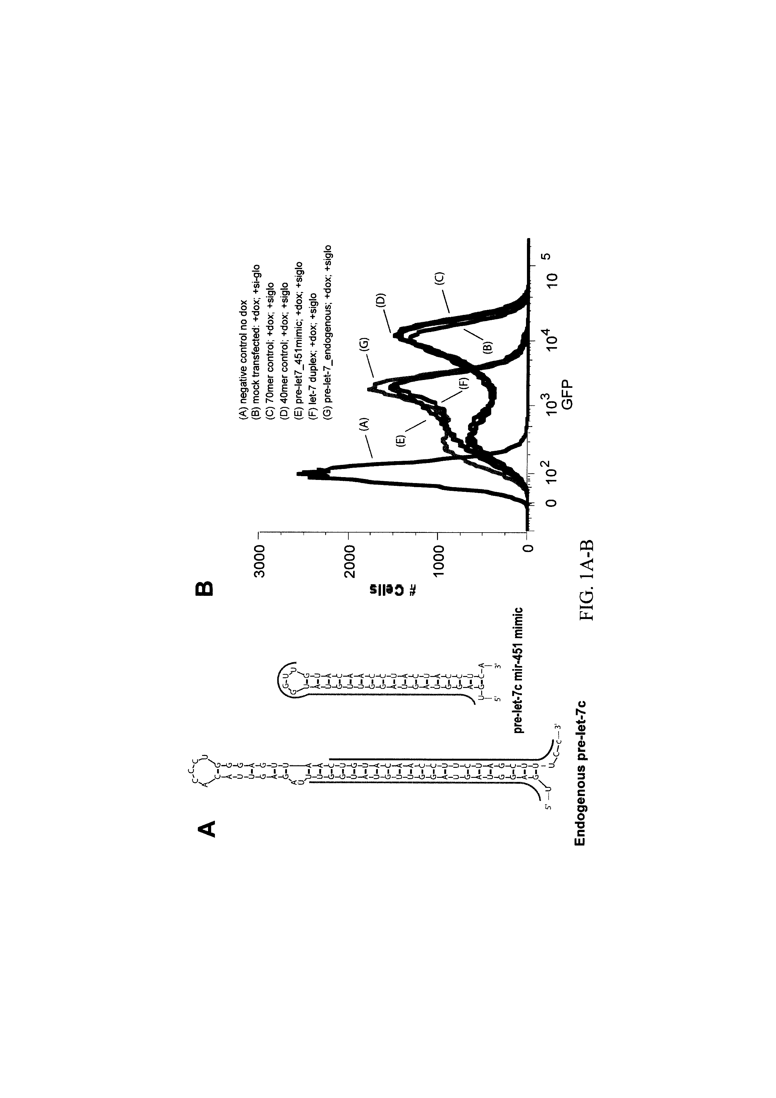 NOVEL STRUCTURALLY DESIGNED shRNAs