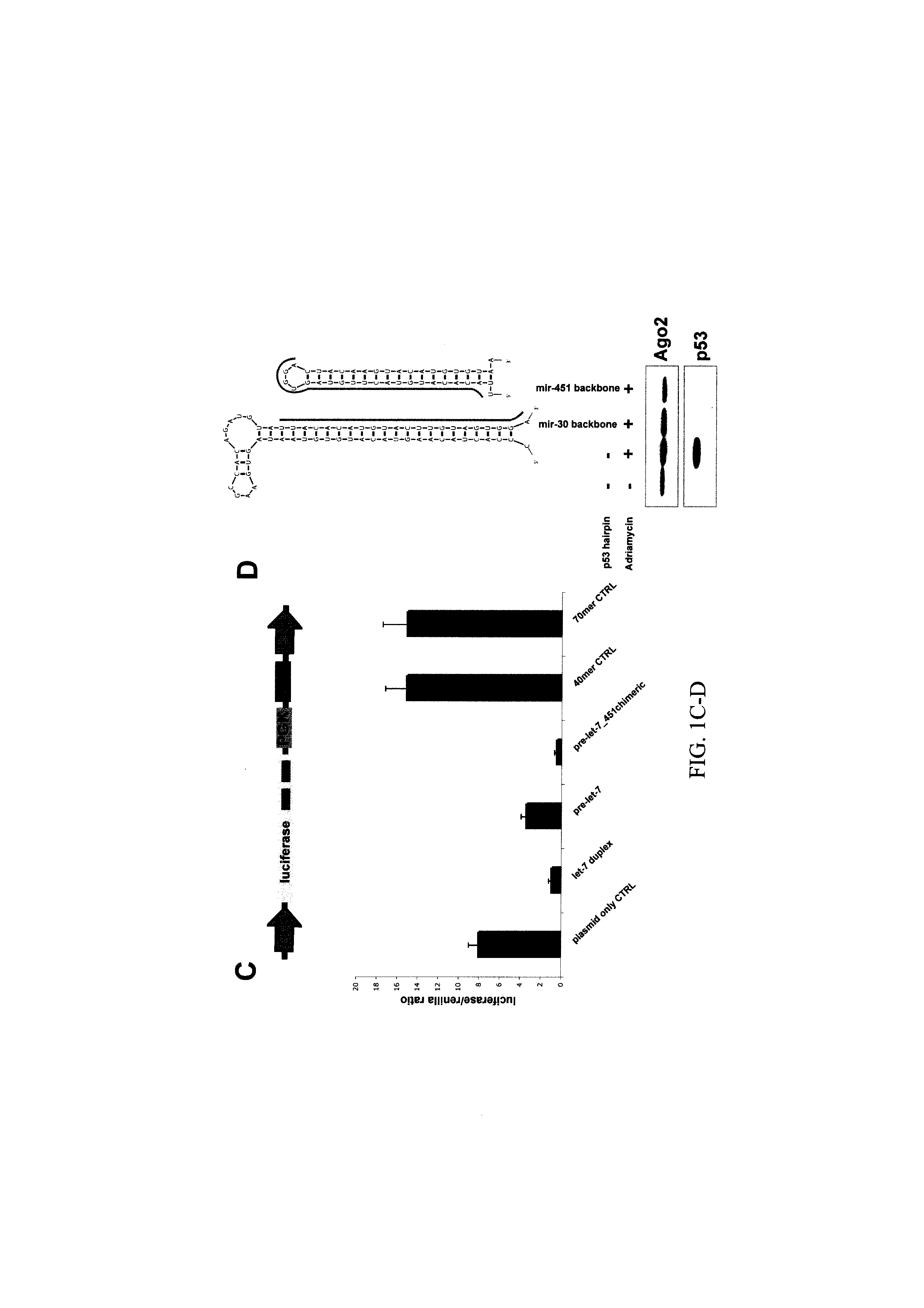 NOVEL STRUCTURALLY DESIGNED shRNAs