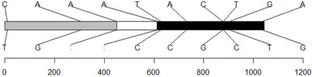 Recombinant nucleic fragment RecCR010374 and detection primer and application thereof