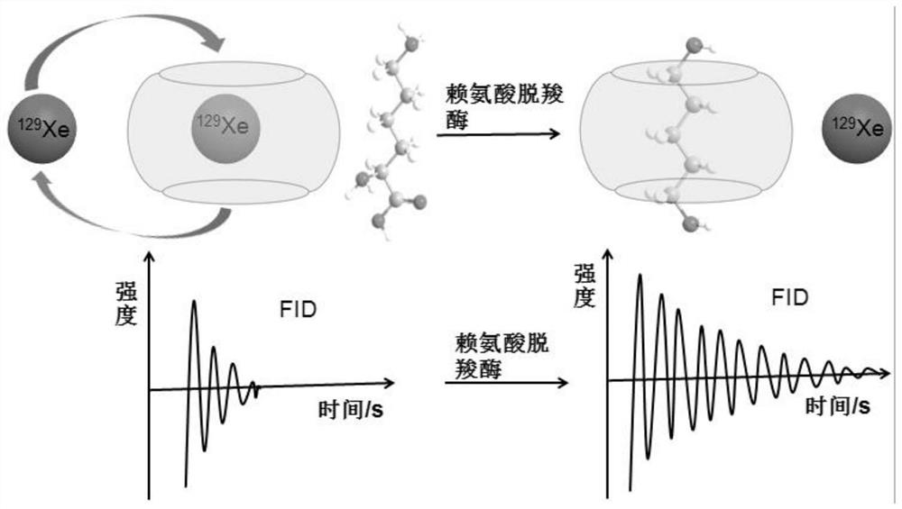 A recognition of lysine decarboxylase  <sup>129</sup> xe"r  <sub>2</sub> "Relaxation switch type" magnetic resonance molecular probe