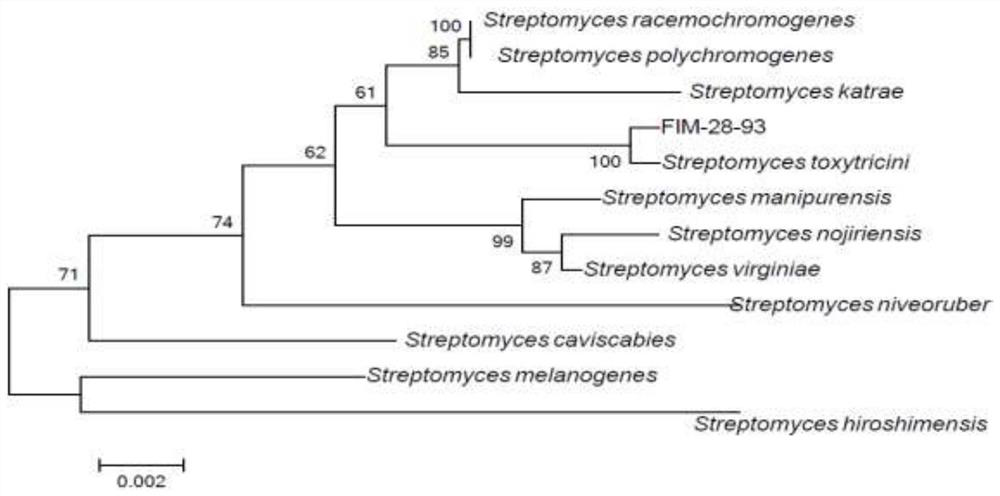 Streptomyces toxytricini strain for producing lipstatin through fermentation and application of streptomyces toxytricini strain