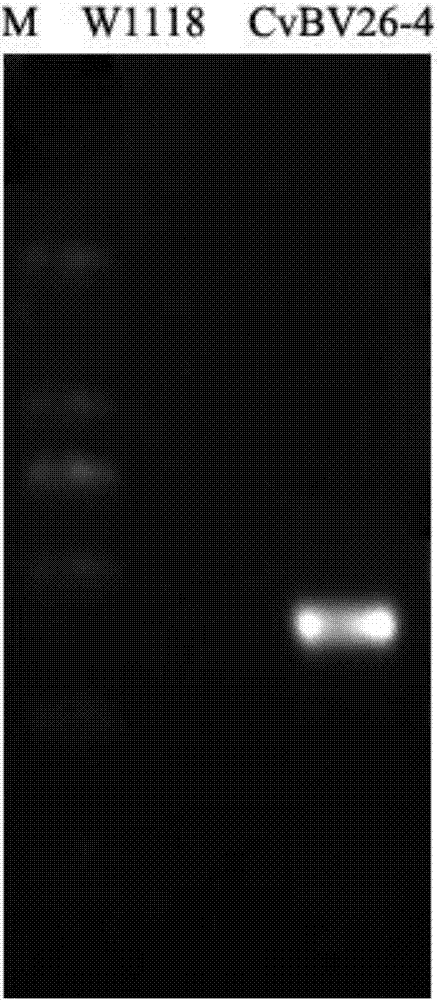 Applications of CvBV26-4 gene in reduction of immunity of fruit flies and preparation of immunocompromised fly model