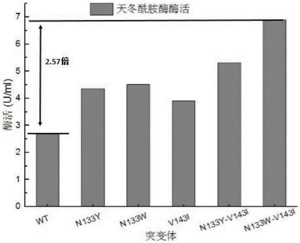 Asparaginase mutant with enhanced enzyme activity