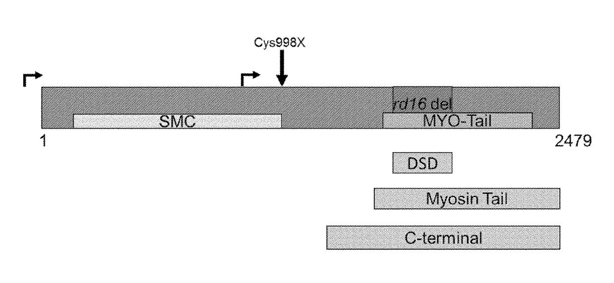 Methods and compositions for treating leber congenital amaurosis