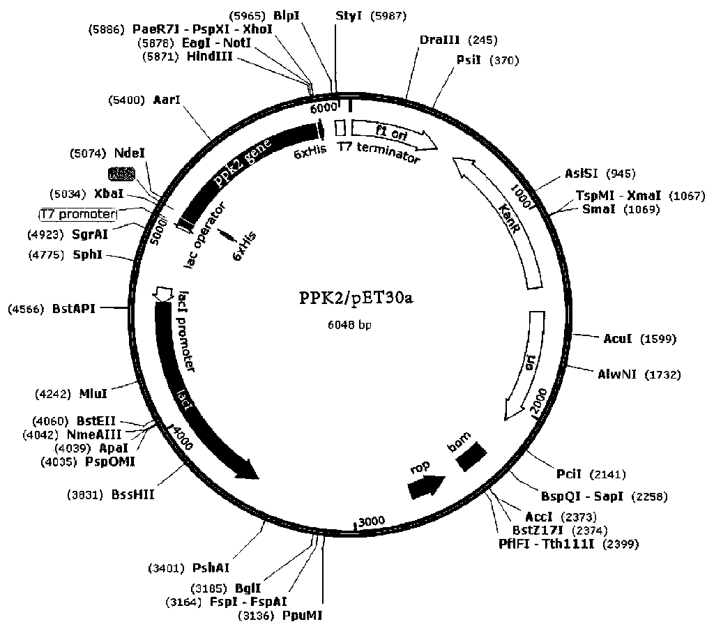 PPK2 protein and application thereof as 30kd standard substance for polyacrylamide gel electrophoresis