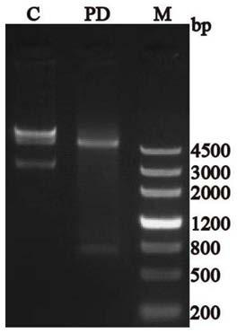 PPK2 protein and application thereof as 30kd standard substance for polyacrylamide gel electrophoresis