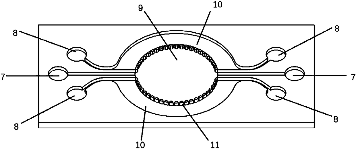 Self circulation organ chip dynamic culture device driven by cardiac muscle cell micro pump