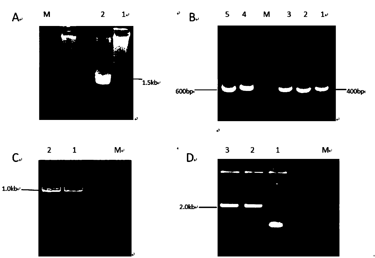 Plant leaf specific expression promoter and application thereof