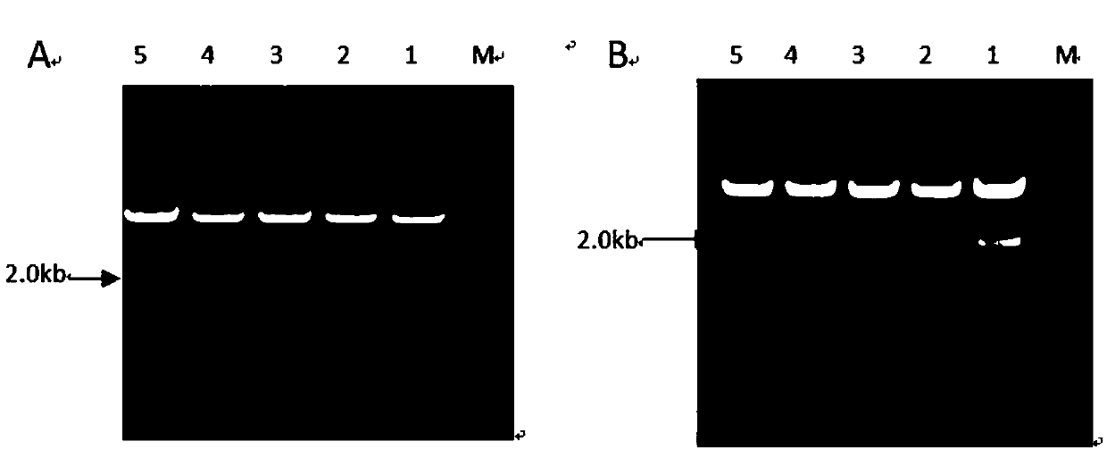 Plant leaf specific expression promoter and application thereof