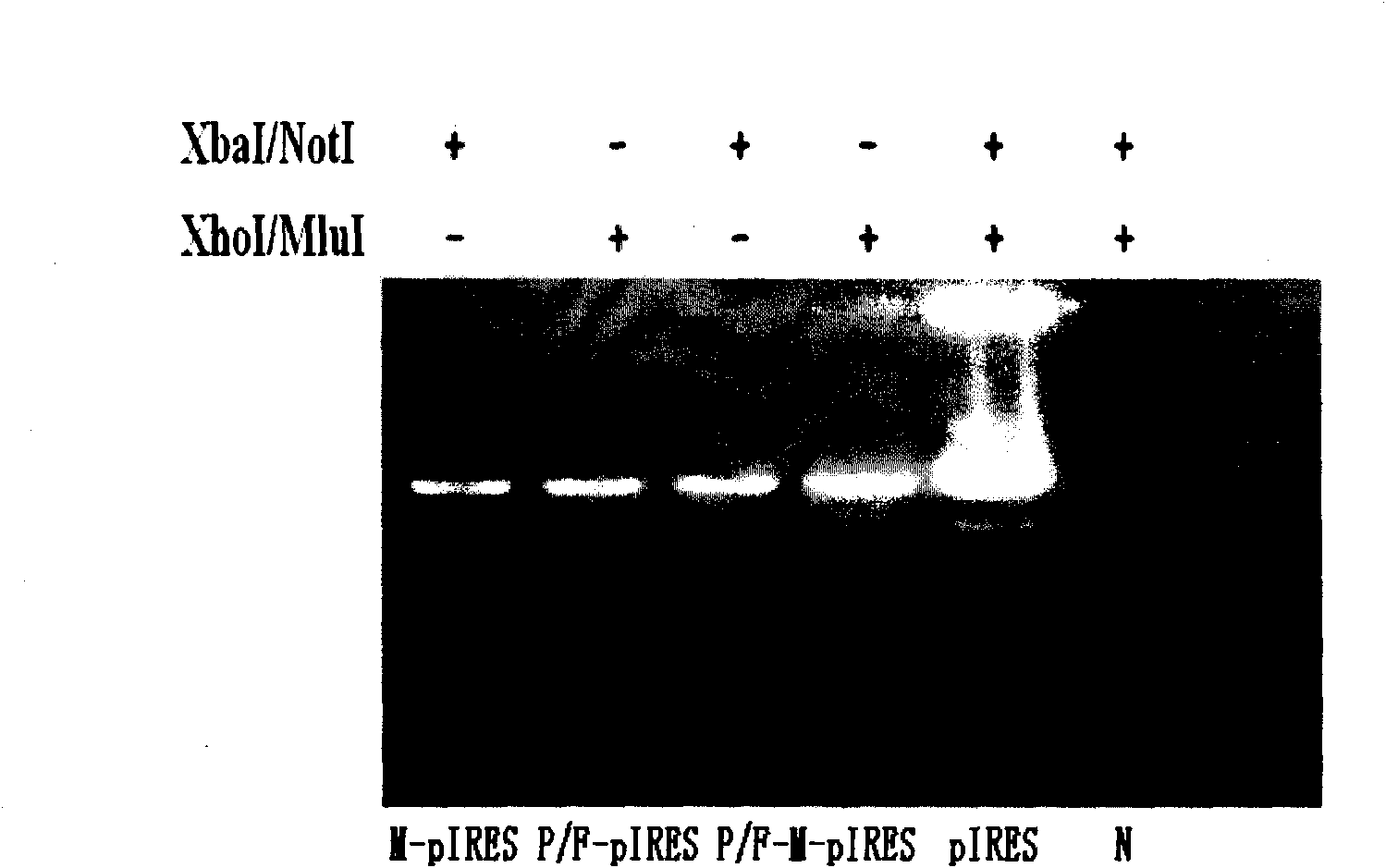 Blood group A epitope mimic peptide and application thereof