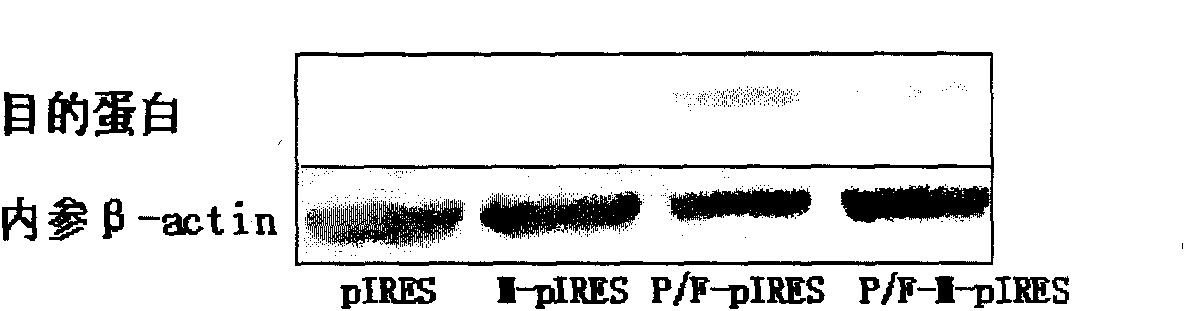 Blood group A epitope mimic peptide and application thereof