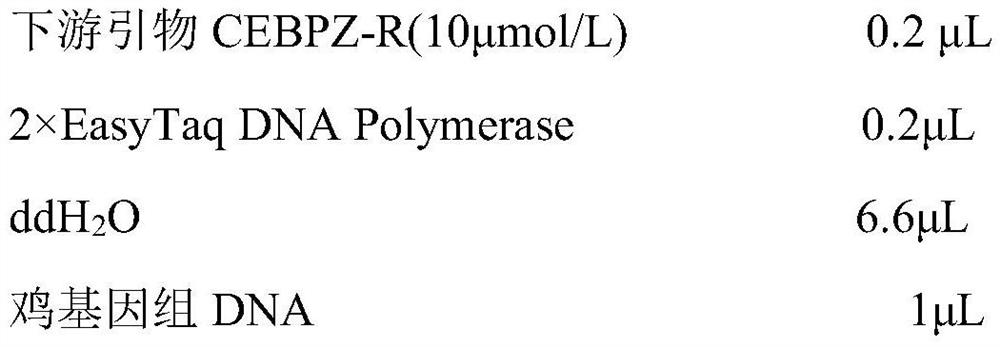 Method for identifying chicken abdominal fat mass by using chicken CEBP zeta gene and application of method