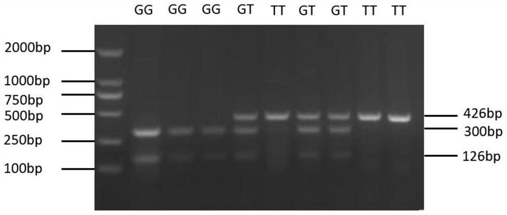 Method for identifying chicken abdominal fat mass by using chicken CEBP zeta gene and application of method