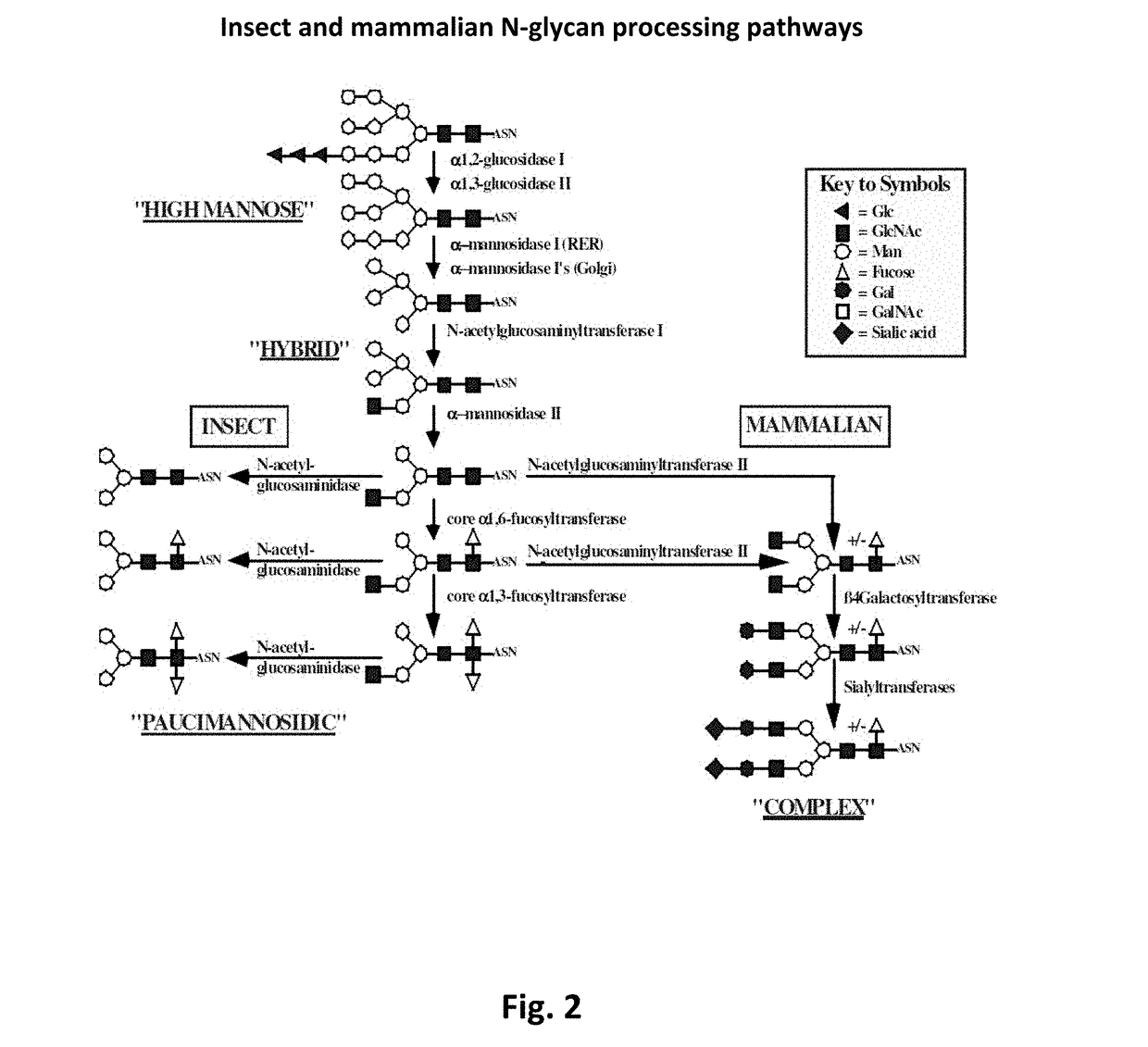 Transgenic insect cells comprising a bacterial GlcNAc-6-P 2′-epimerase