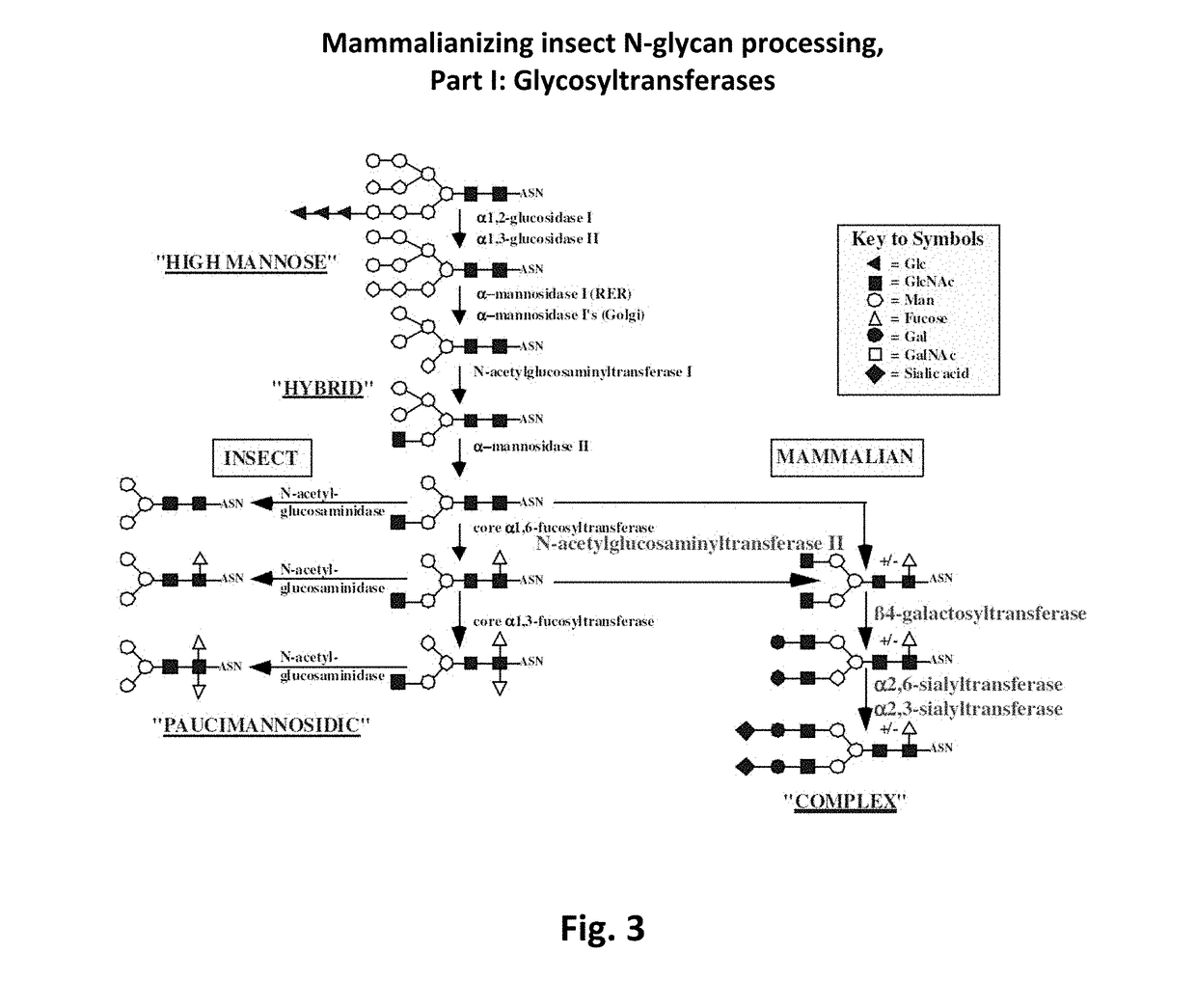 Transgenic insect cells comprising a bacterial GlcNAc-6-P 2′-epimerase