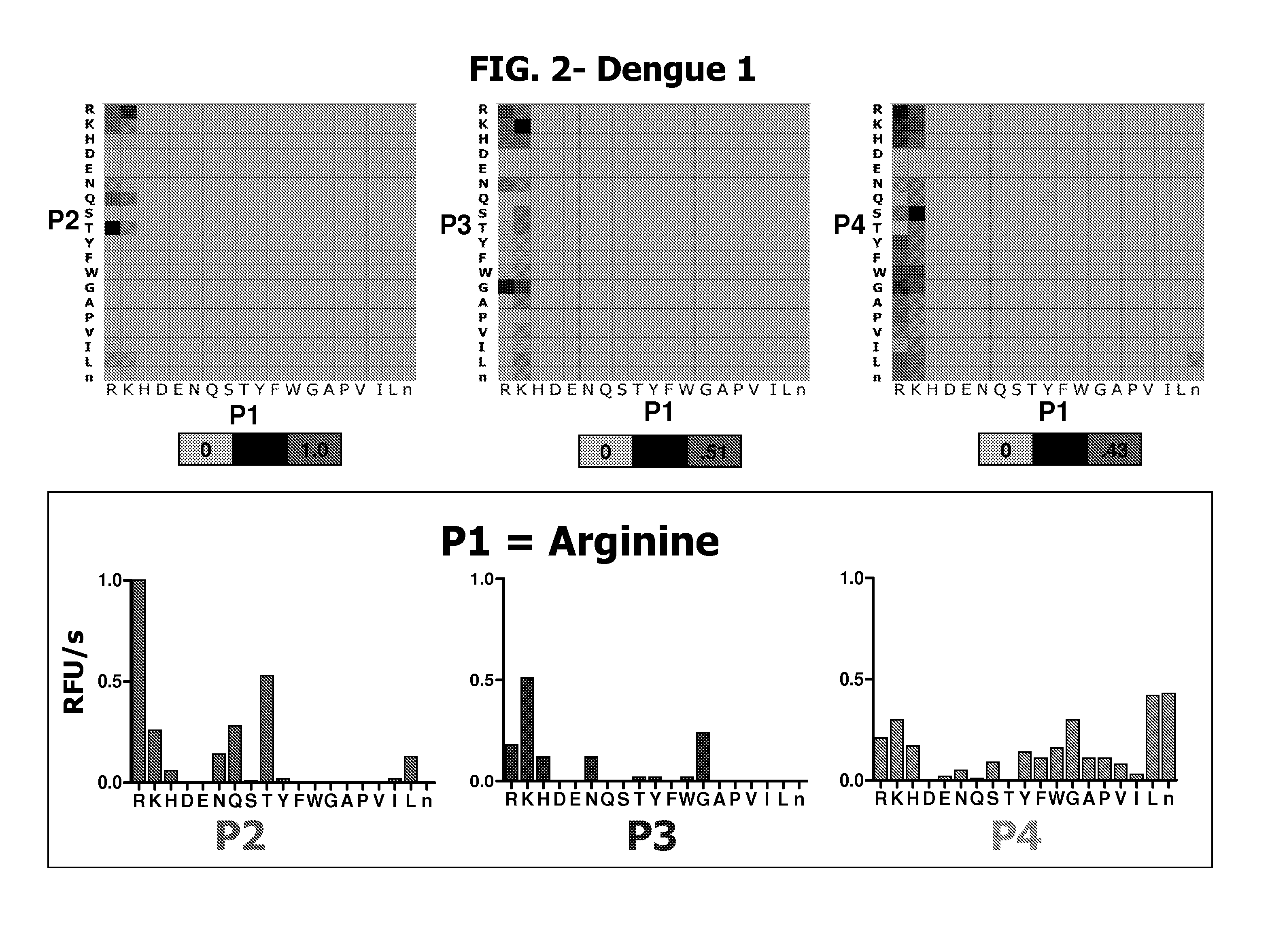 Flavivirus protease substrates and inhibitors