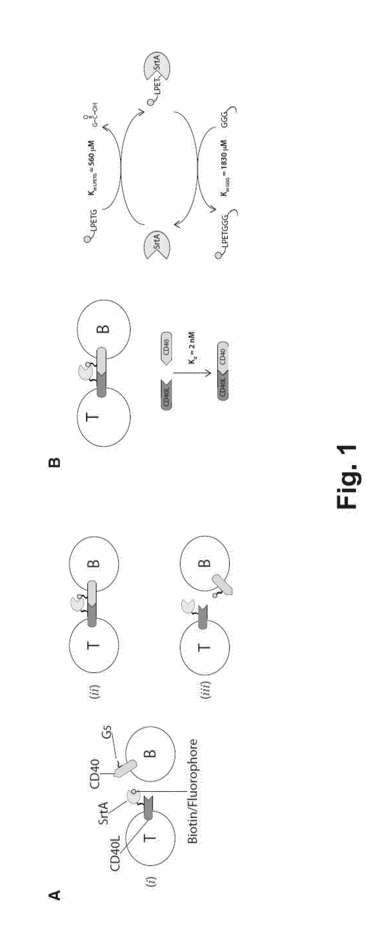 Intercellular labeling of ligand-receptor interactions