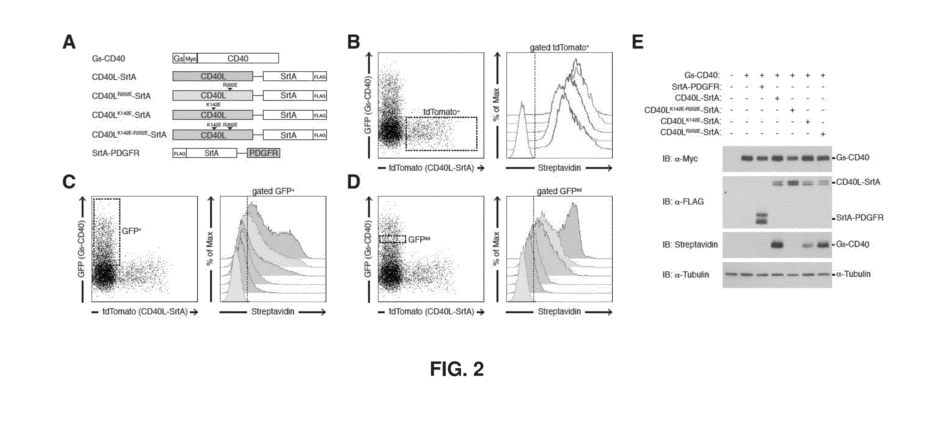 Intercellular labeling of ligand-receptor interactions