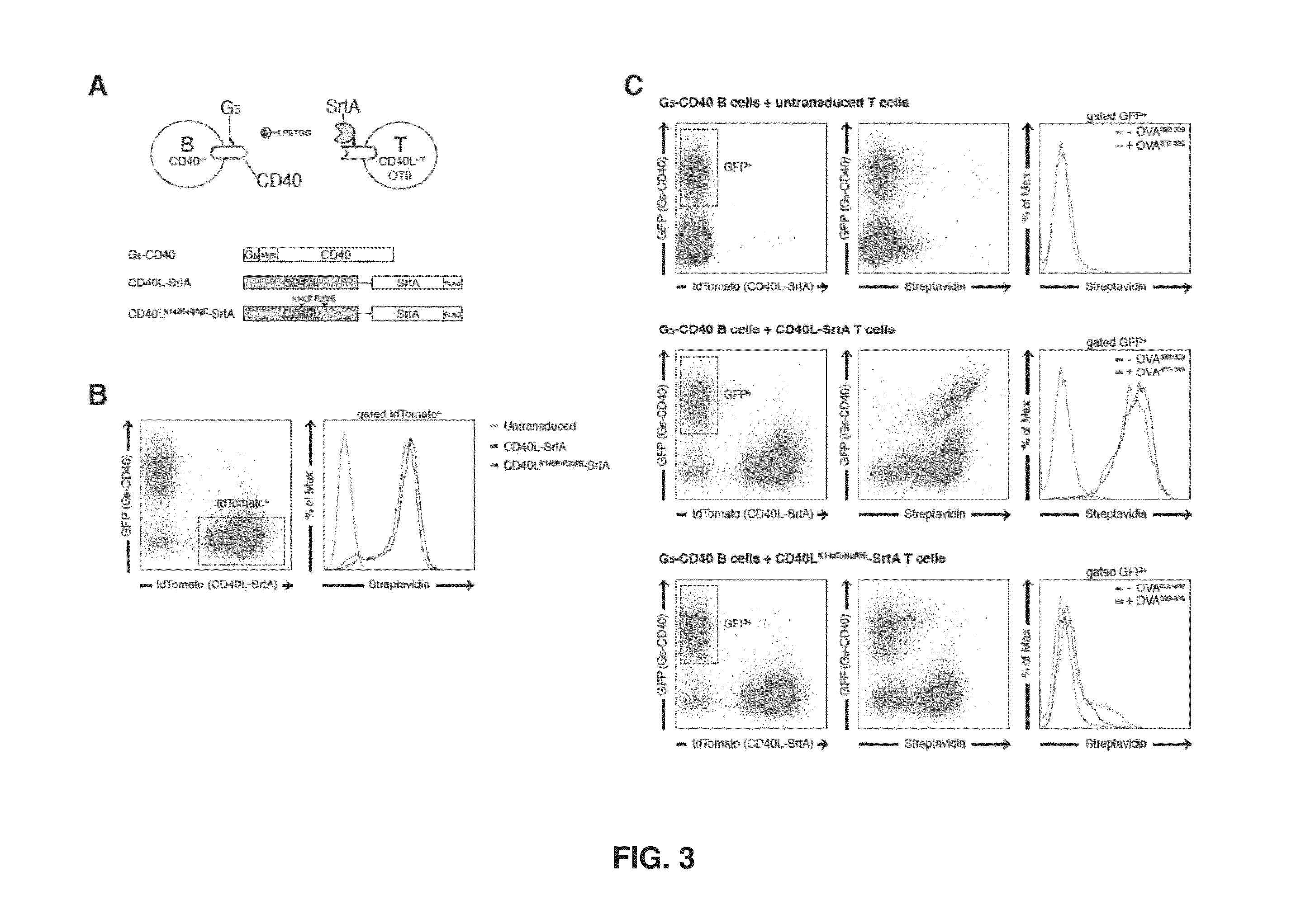 Intercellular labeling of ligand-receptor interactions